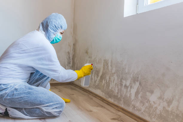 Licensed Attic Mold Removal service in Libertyville, IL - WQB Mold Removal