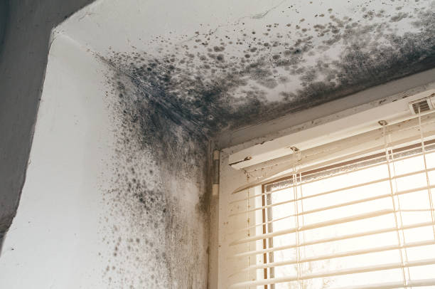 Affordable Attic Mold Removal solutions in Libertyville, IL