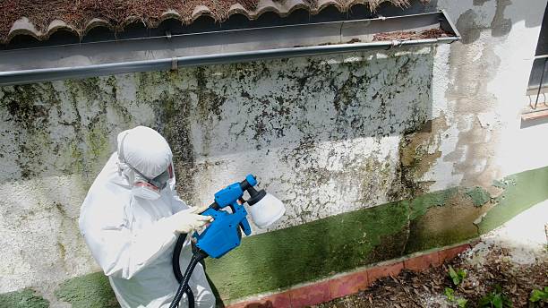 Top rated local Attic Mold Removal specialists in Libertyville, IL